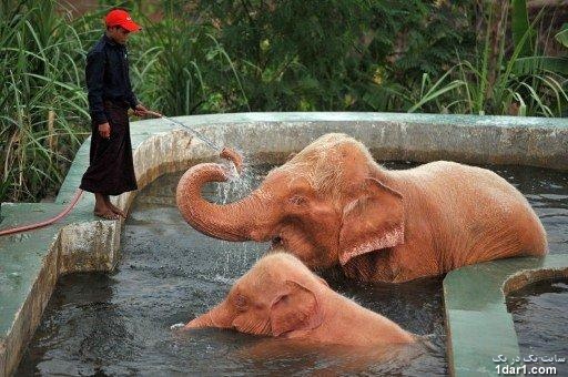  فیل های بسیار عجیب نارنجی!+عکس